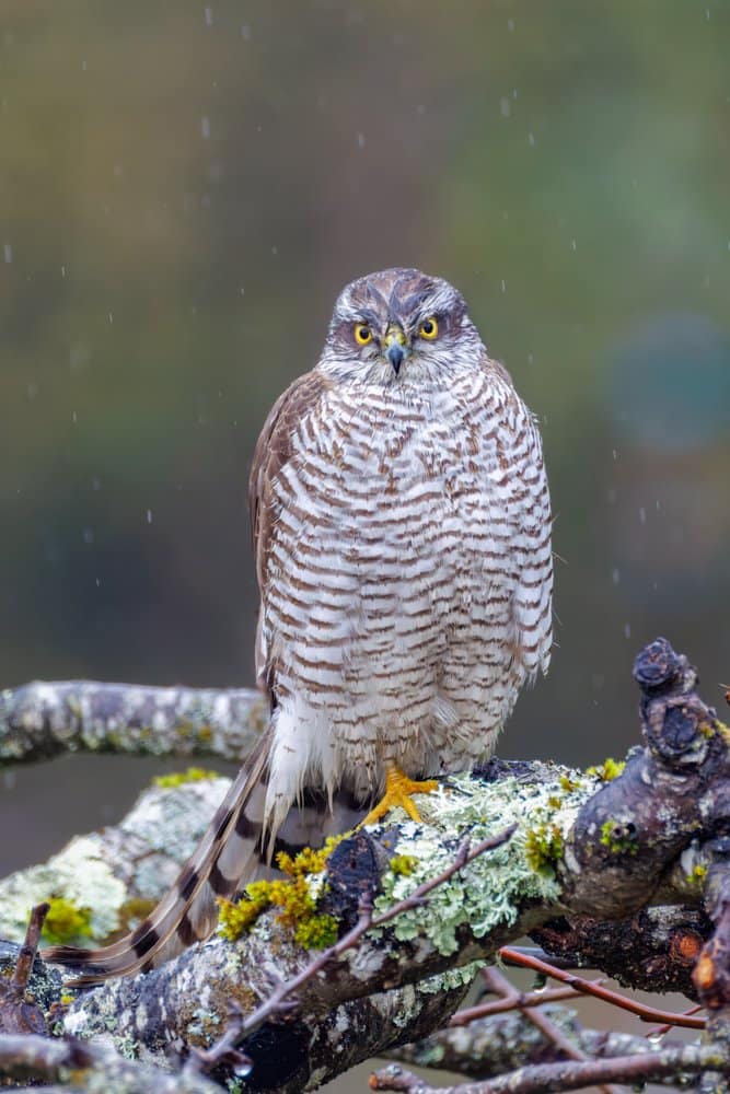 Accipiter nisus - Sperwer