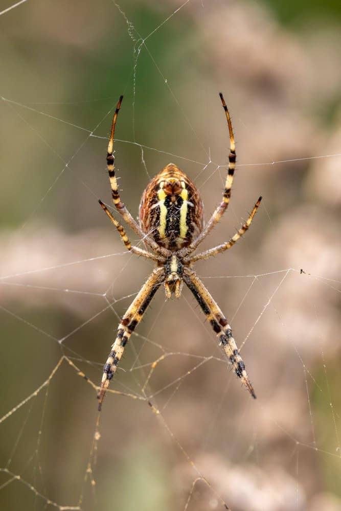 Argiope bruennichi - Wespspin
