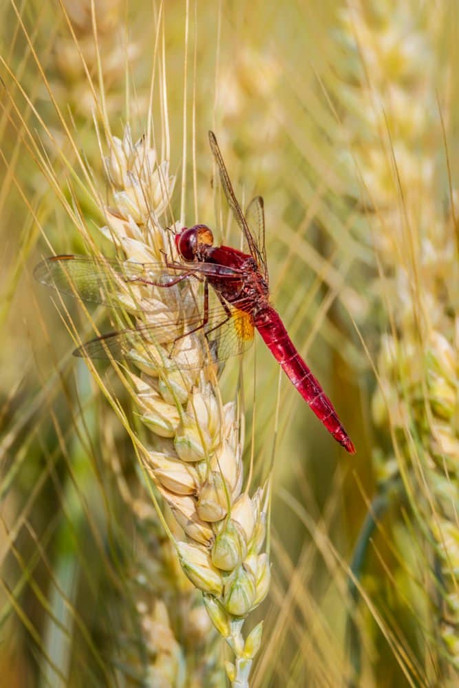 Crocothemis erythraea - Vuurlibel