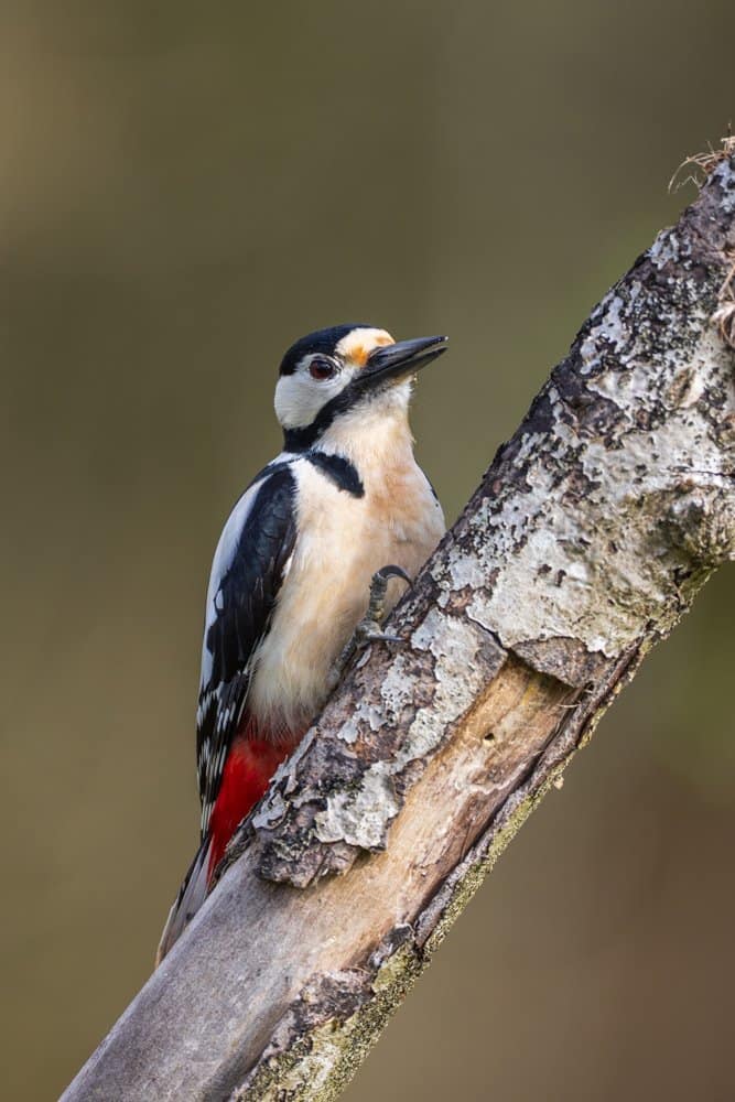 Dendrocopos major - Grote bonte specht
