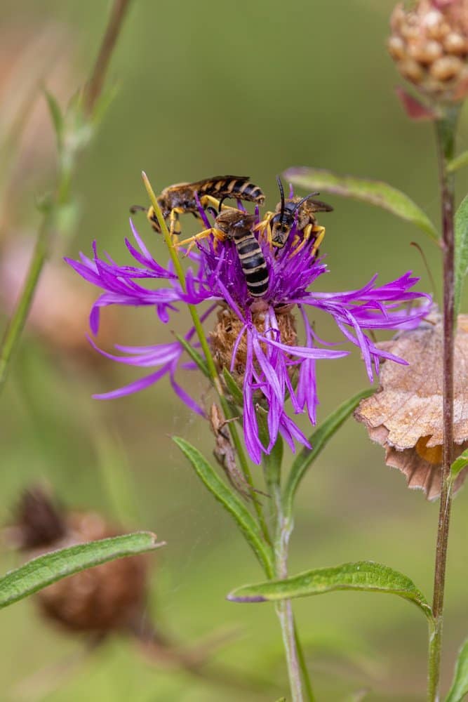Halictus scabiosae - Breedbandgroefbij