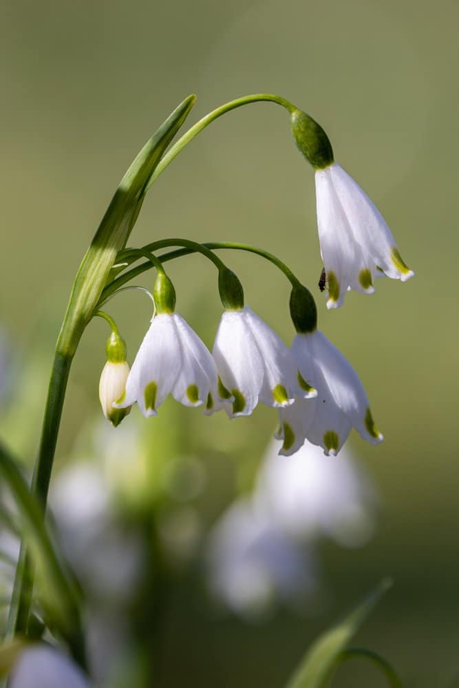 Leucojum aestivum - Zomerklokje