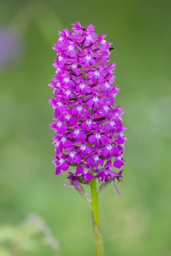 Anacamptis pyramidalis - Hondskruid