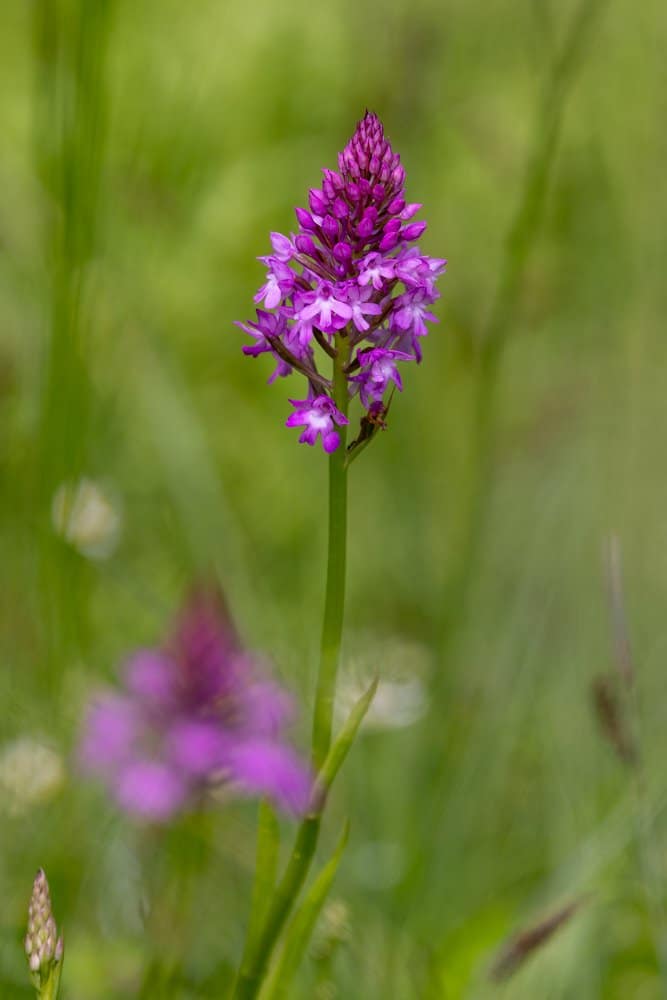 Anacamptis pyramidalis - Hondskruid