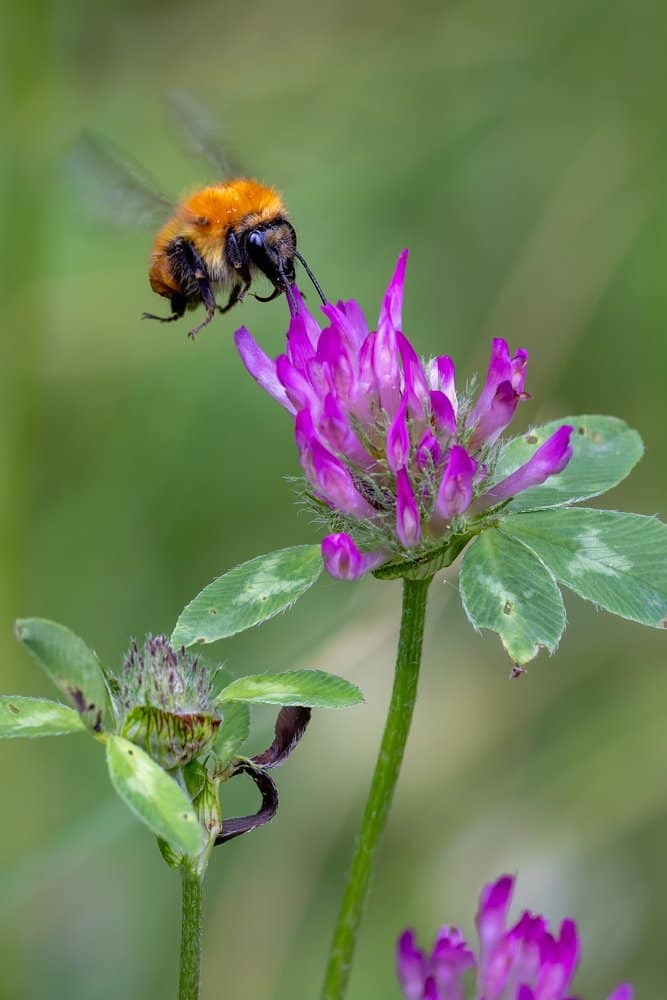 Andrena fulva - Vosje