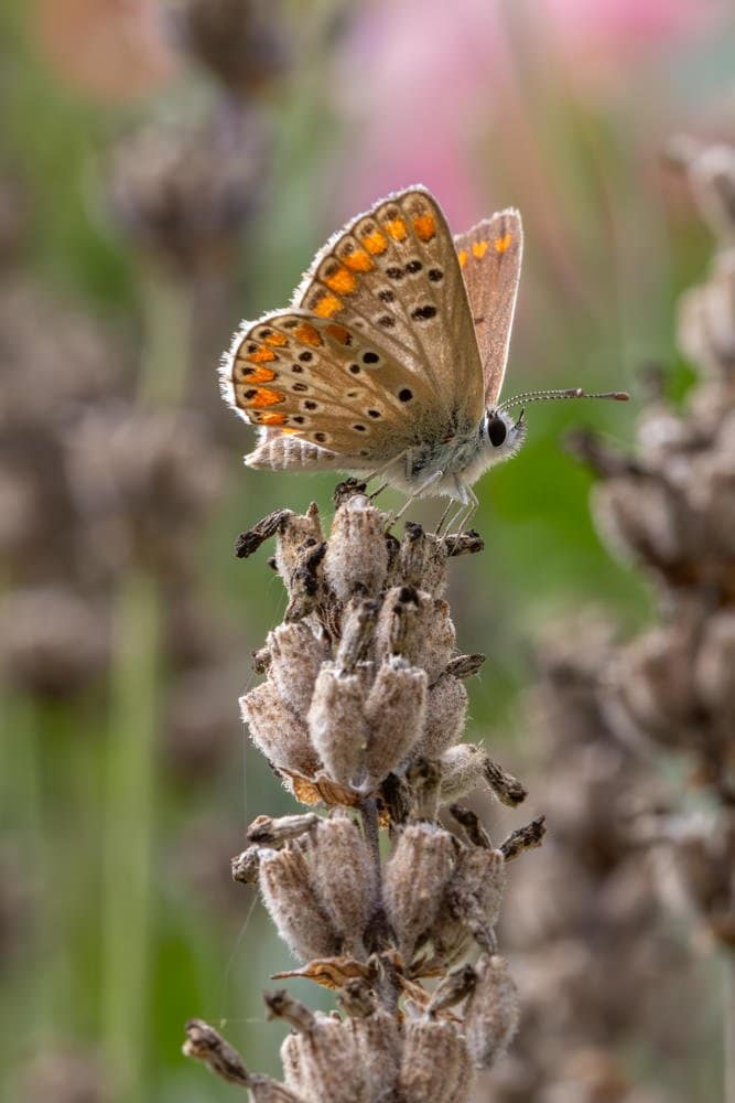 Aricia agestis - Bruin blauwtje