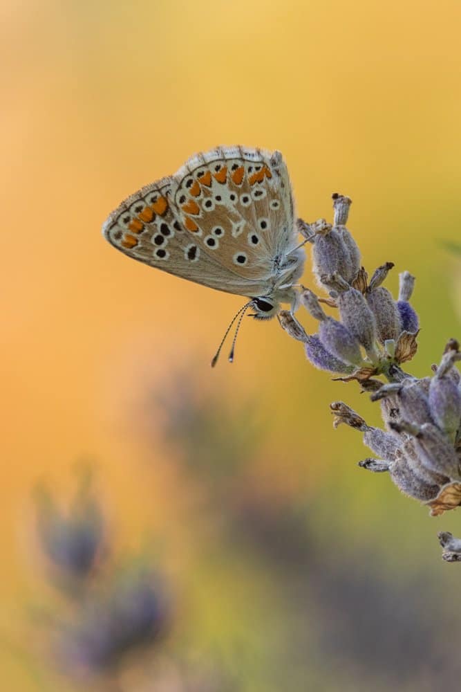 Aricia agestis - Bruin blauwtje