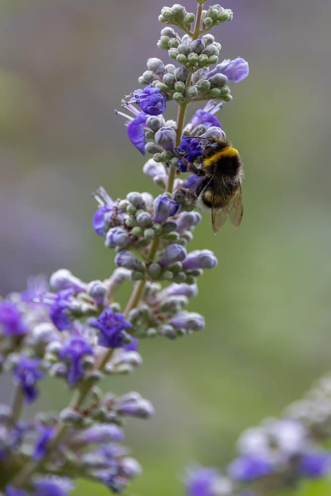 Bombus terrestris - Aardhommel