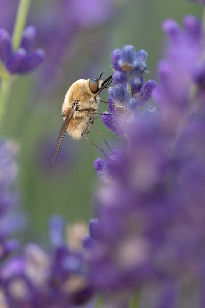 Bombylius major - Grote wolzwever