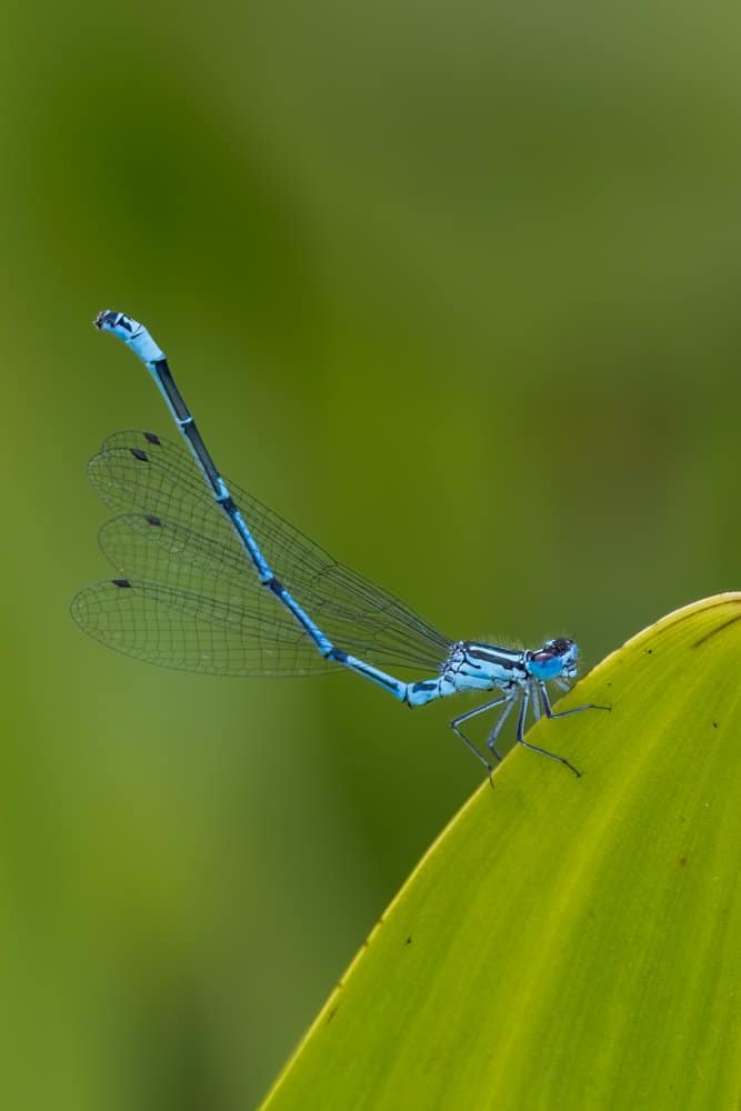Coenagrion puella - Azuurwaterjuffer