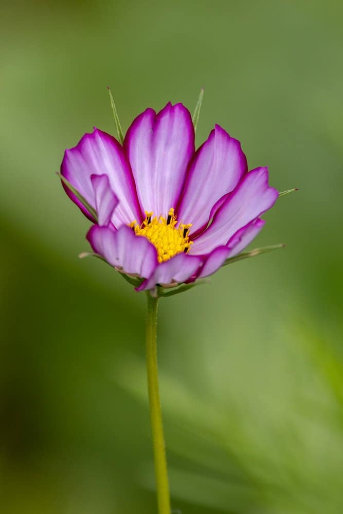 Cosmos bipinnatus - Cosmea