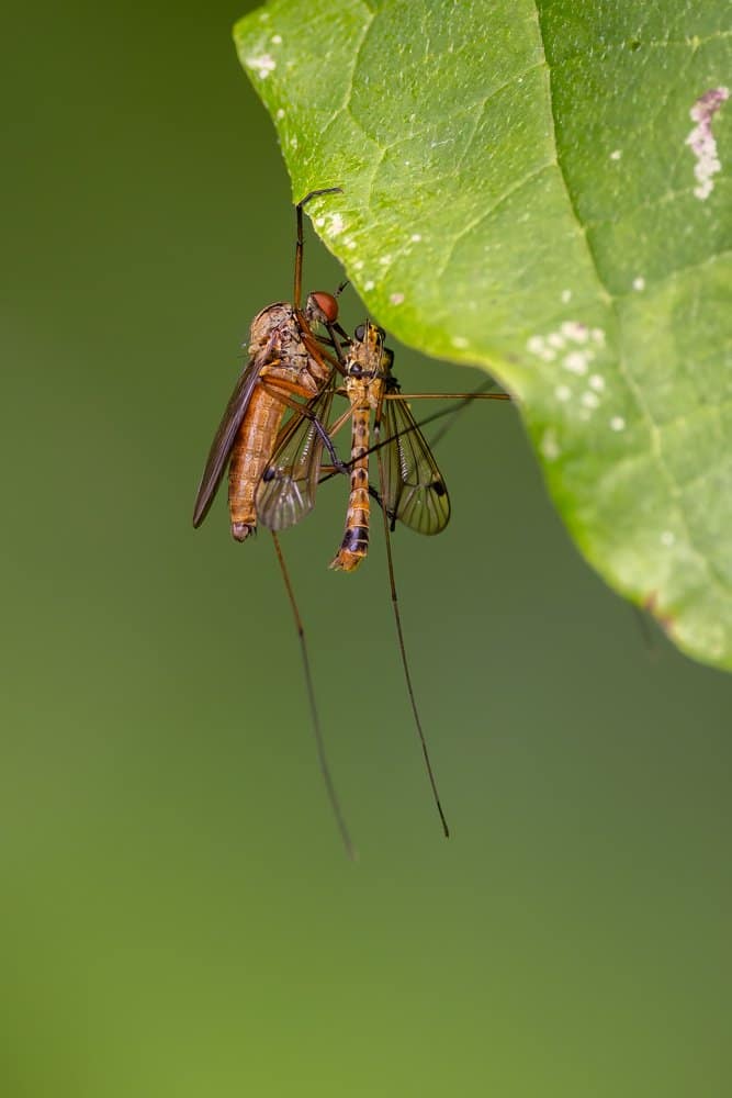 Empis livida - Akkerdisteldansvlieg