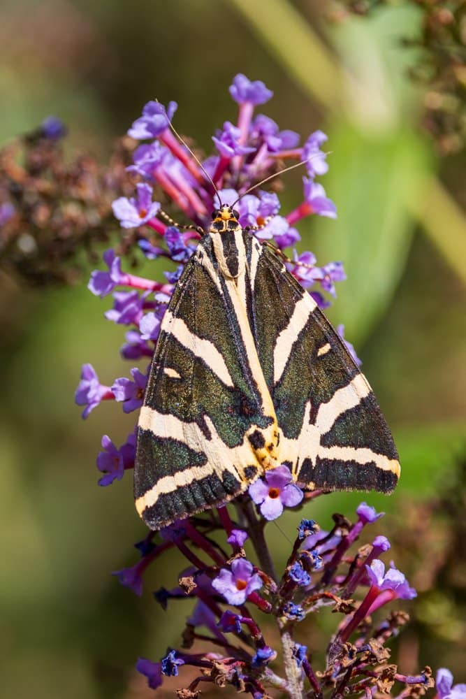 Euplagia quadripunctaria - Spaanse vlag