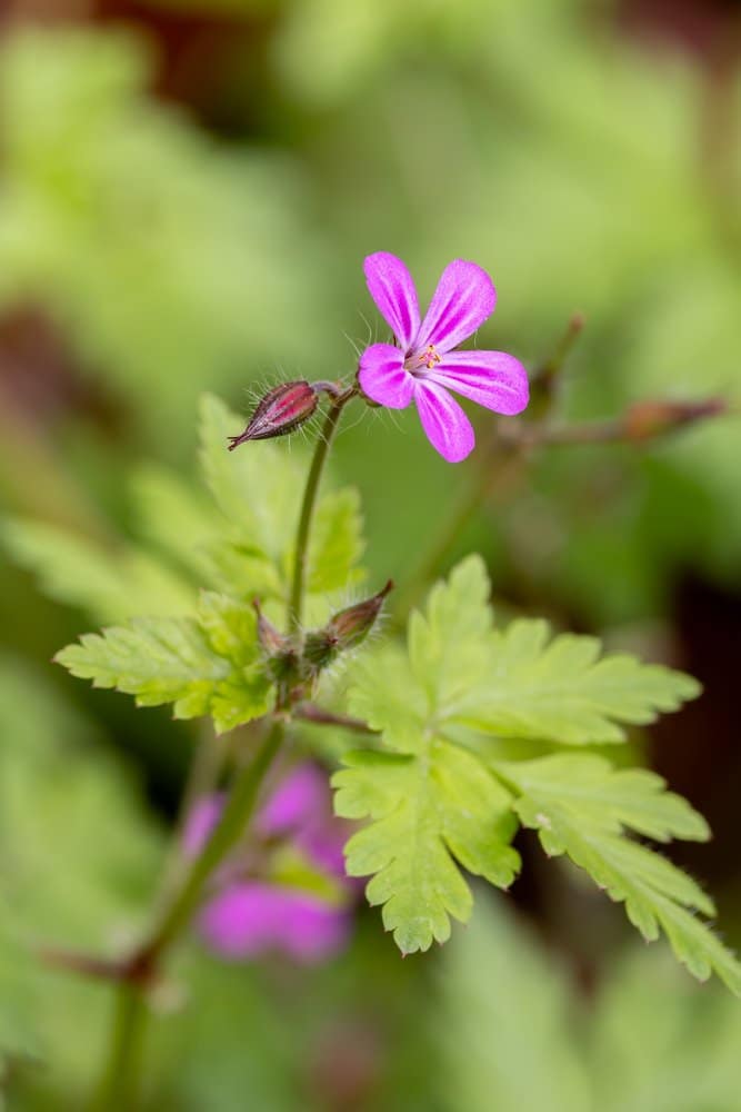 Geranium robertianum - Robertskruid