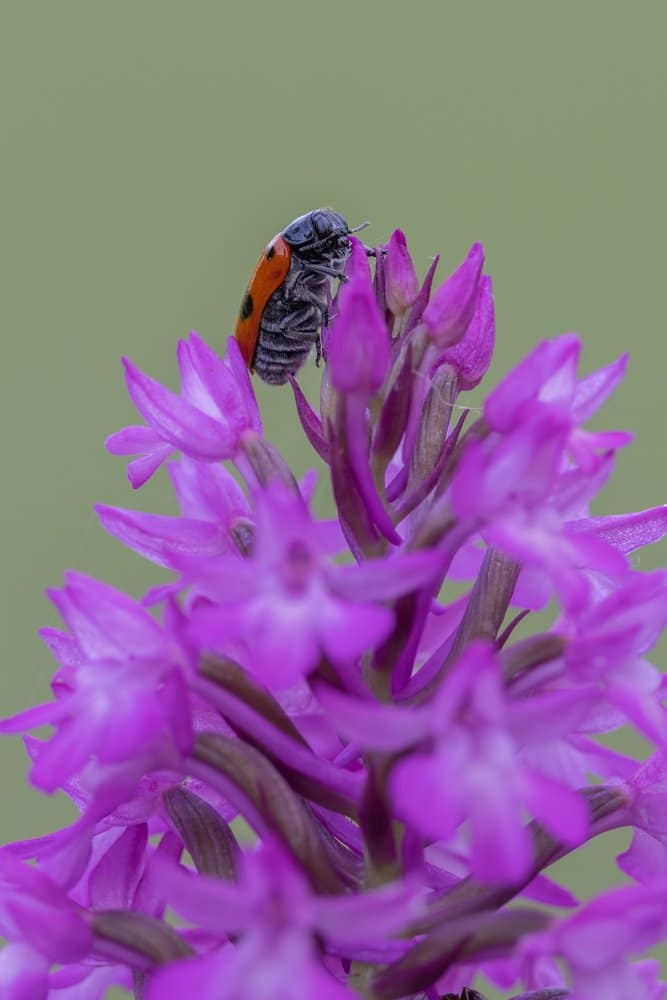 Harmonia axyridis - Aziatisch lieveheersbeestje op Hondskruid