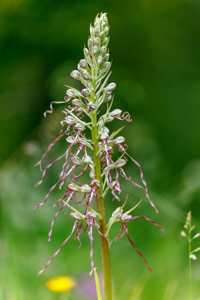 Himantoglossum hircinum - Bokkenorchis