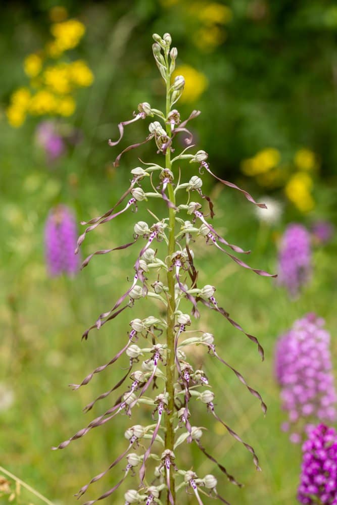 Himantoglossum hircinum - Bokkenorchis