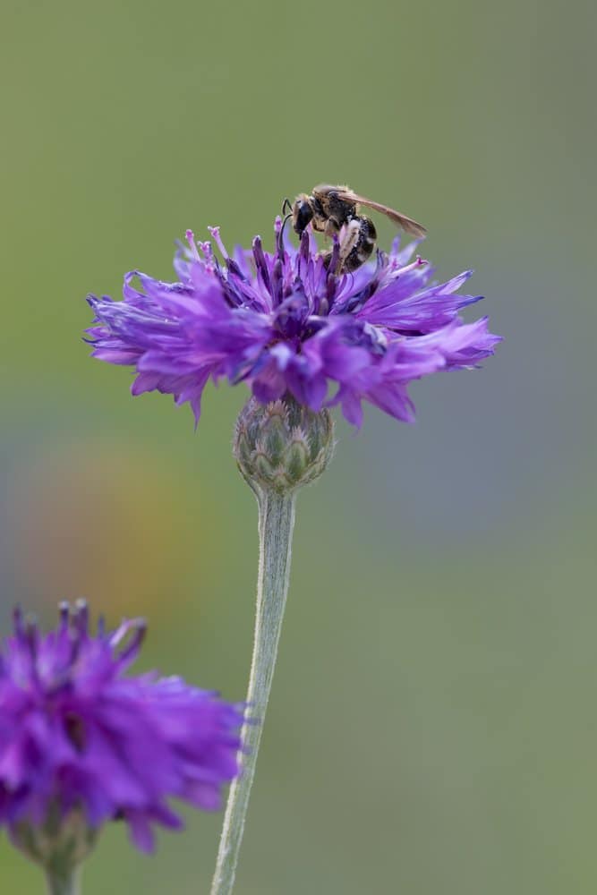 Lasioglossum - Groefbij