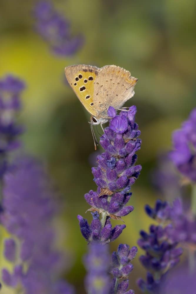Lycaena phlaeas - Kleine vuurvlinder