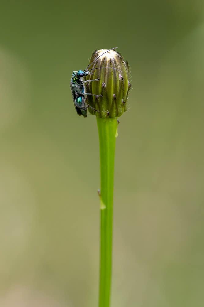Oedemera nobilis - Fraaie schijnboktor
