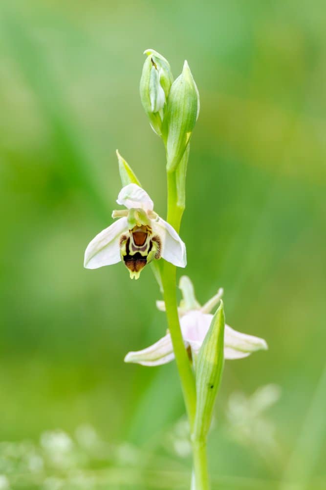 Ophrys apifera - Bijenorchis