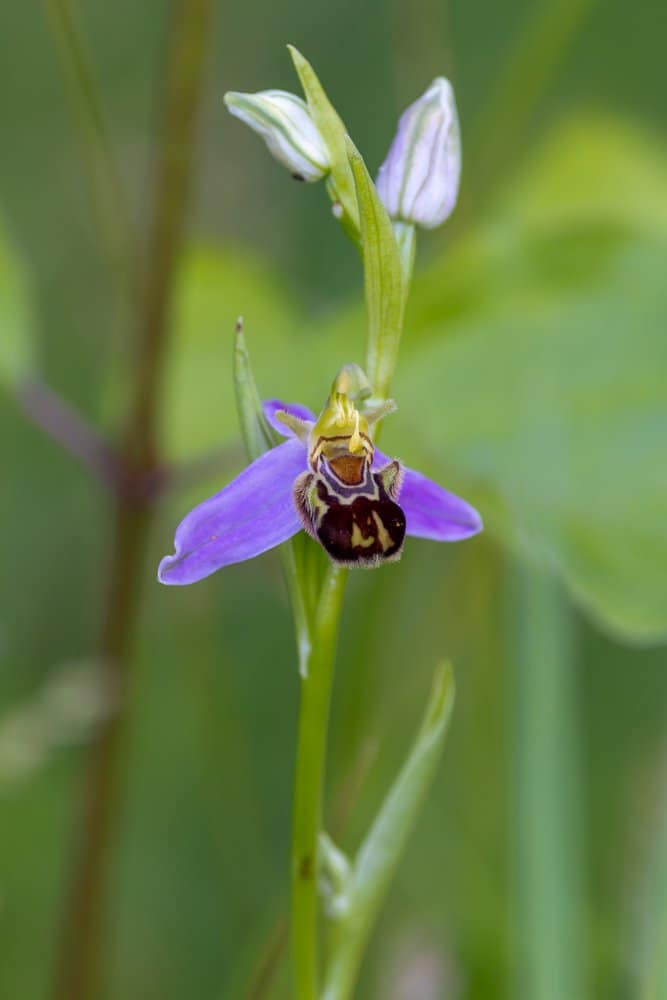 Ophrys apifera - Bijenorchis