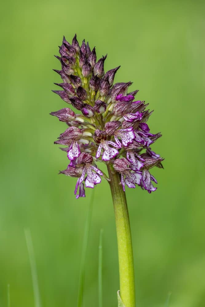 Orchis purpurea - Purperorchis