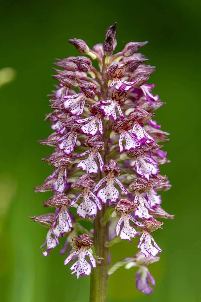Orchis purpurea - Purperorchis