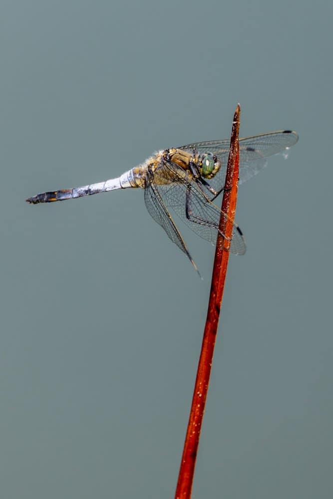 Orthetrum cancellatum - Gewone oeverlbel
