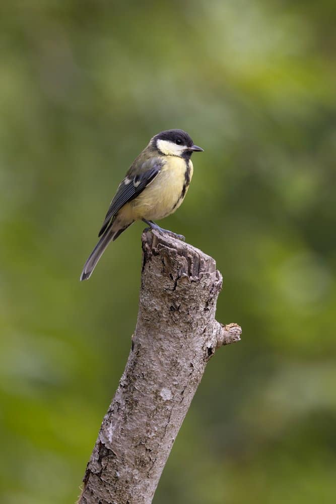 Parus major - Koolmees