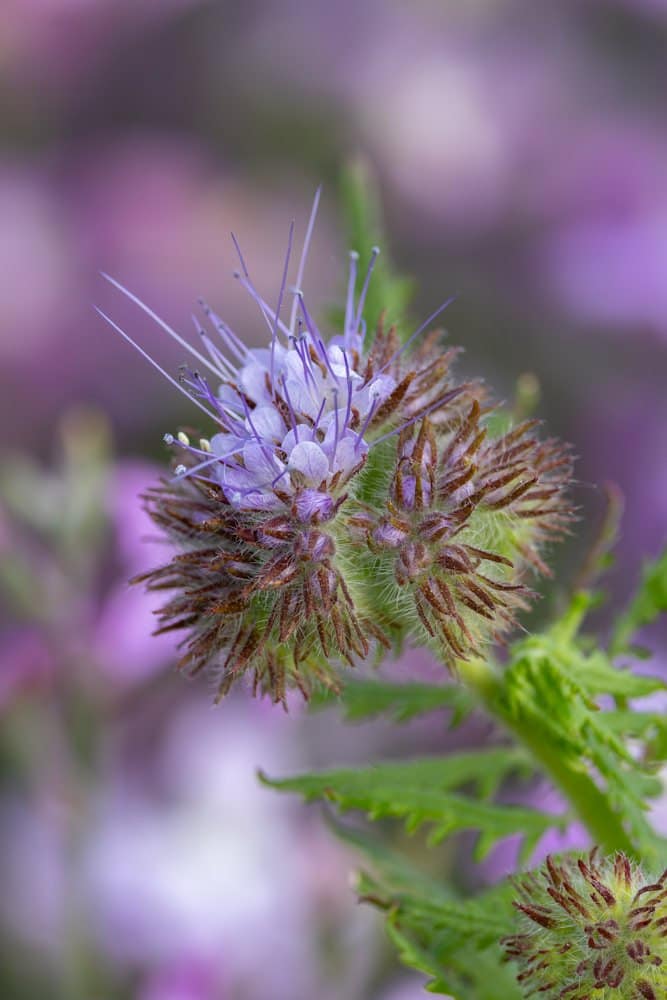 Phacelia tanacetifolia - Bijenbrood
