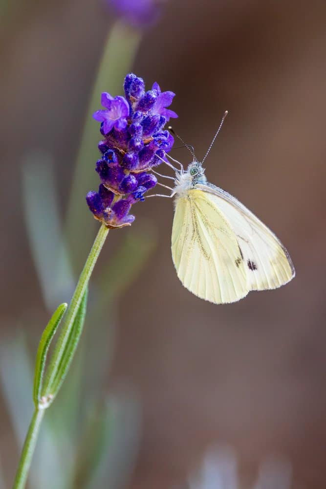Pieris brassicae - Groot koolwitje