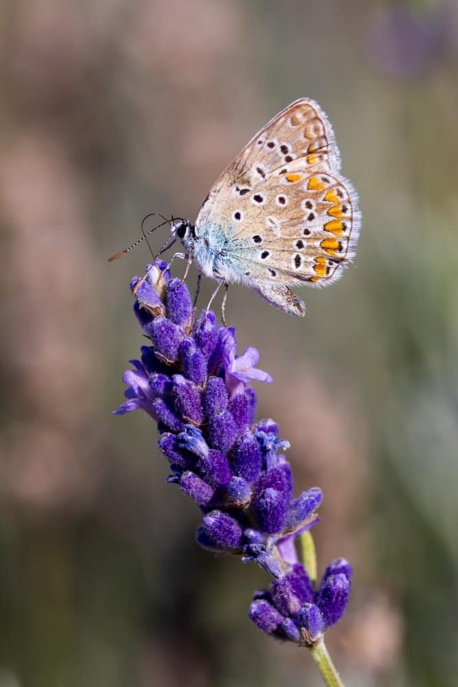 Polyommatus icarus - Icarusblauwtje