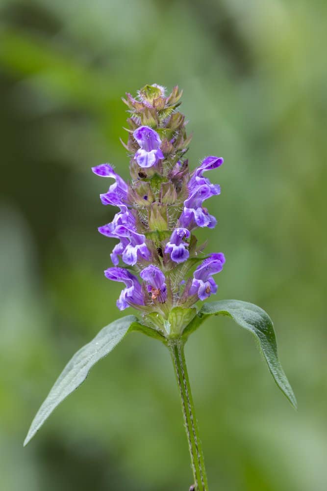 Prunella vulgaris - Gewone brunel