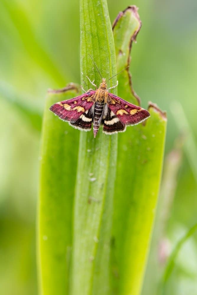 Pyrausta purpuralis - Purpermotje