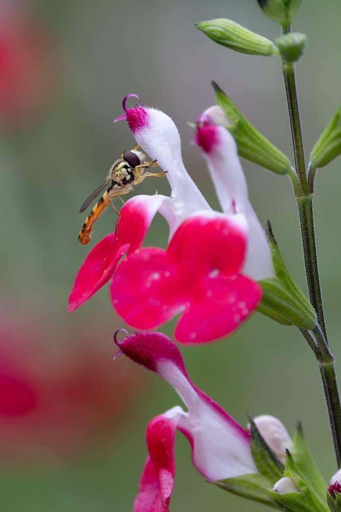 Sphaerophoria scripta - Grote langlijf