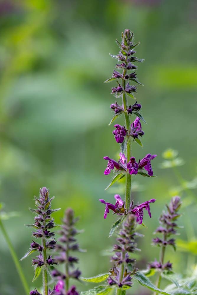 Stachys sylvatica - Bosandoorn