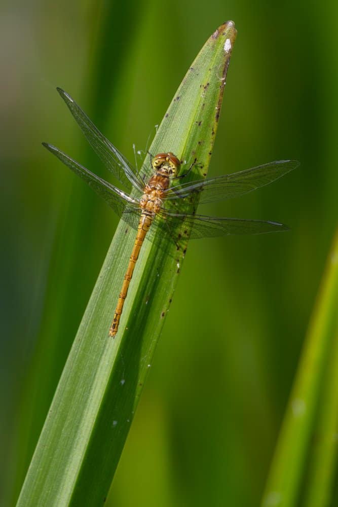 Sympetrum striolatum - Bruinrode heidelibel