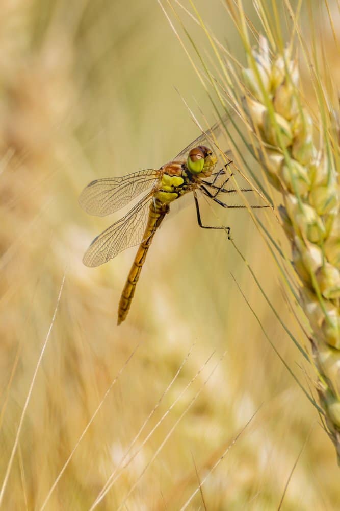 Sympetrum striolatum - Bruinrode heidelibel