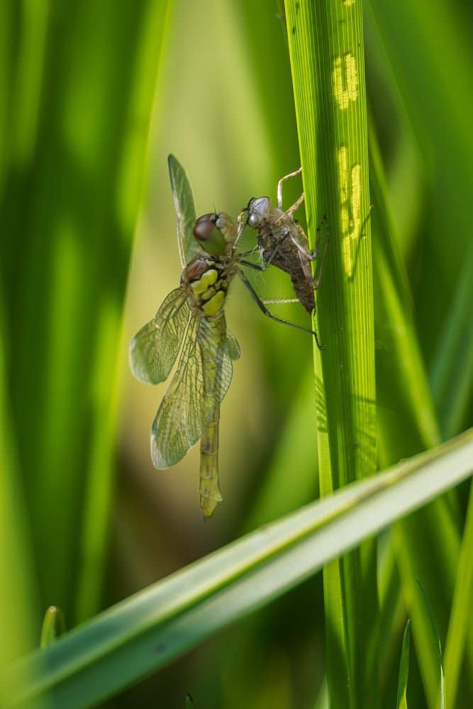Sympetrum striolatum - Bruinrode heidelibel