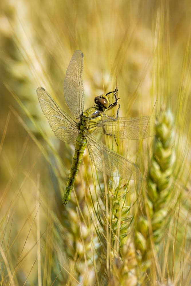 Sympetrum striolatum - Bruinrode heidelibel