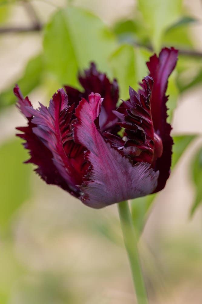 Tulp