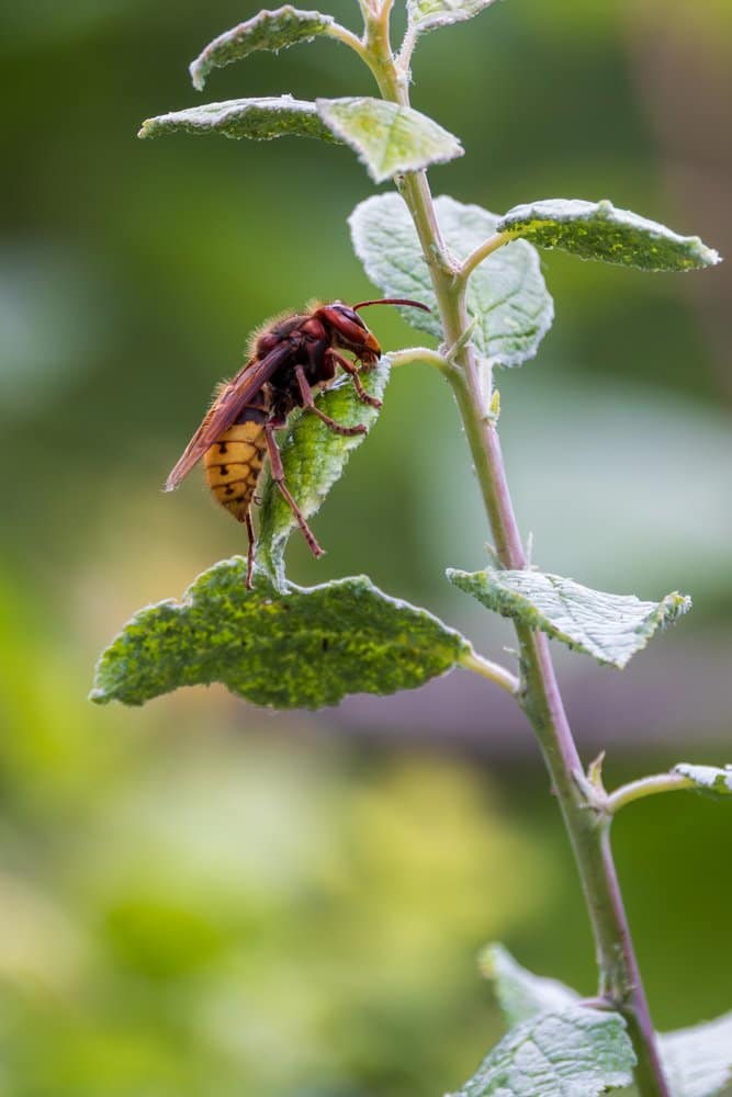 Vespa crabro - Europese hoornaar