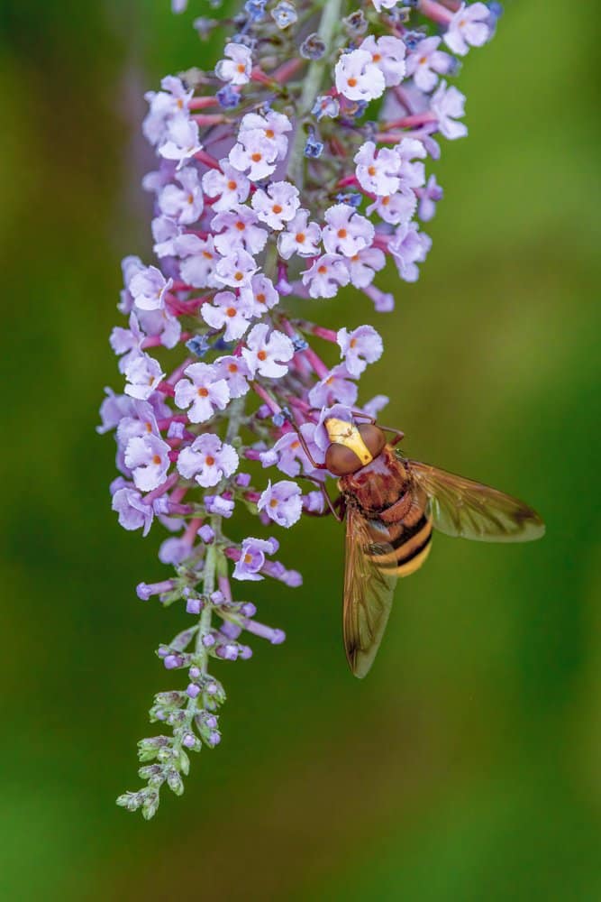 Volucella zonaria - Stadsreus (zweefvlieg)