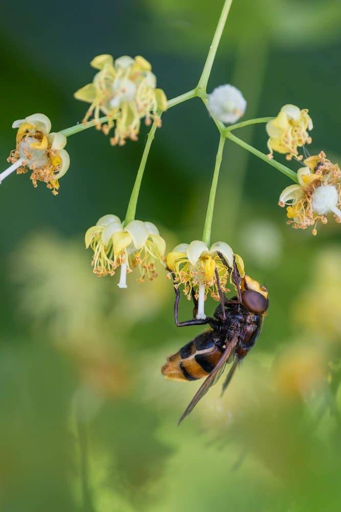 Volucella zonaria - Stadsreus
