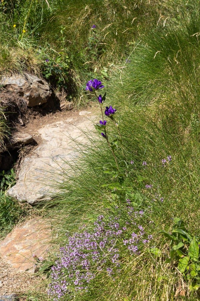 bloemen vallée de Soulcem