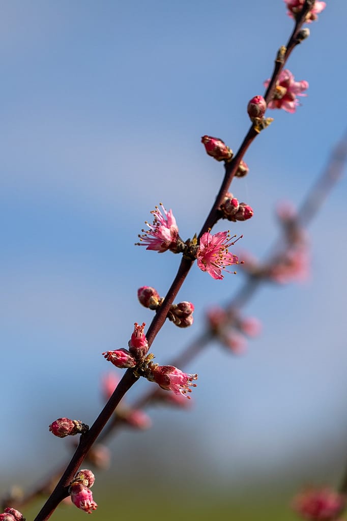 Perzikken bloesem