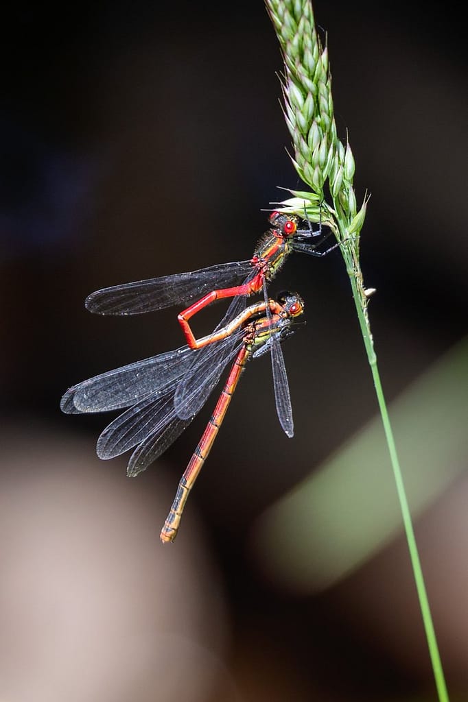 Pyrrhosoma nymphula, Vuurjuffer