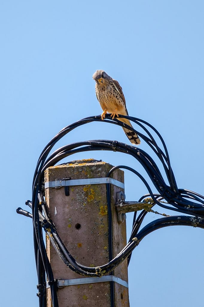 Falco tinnunculus, Torenvalk