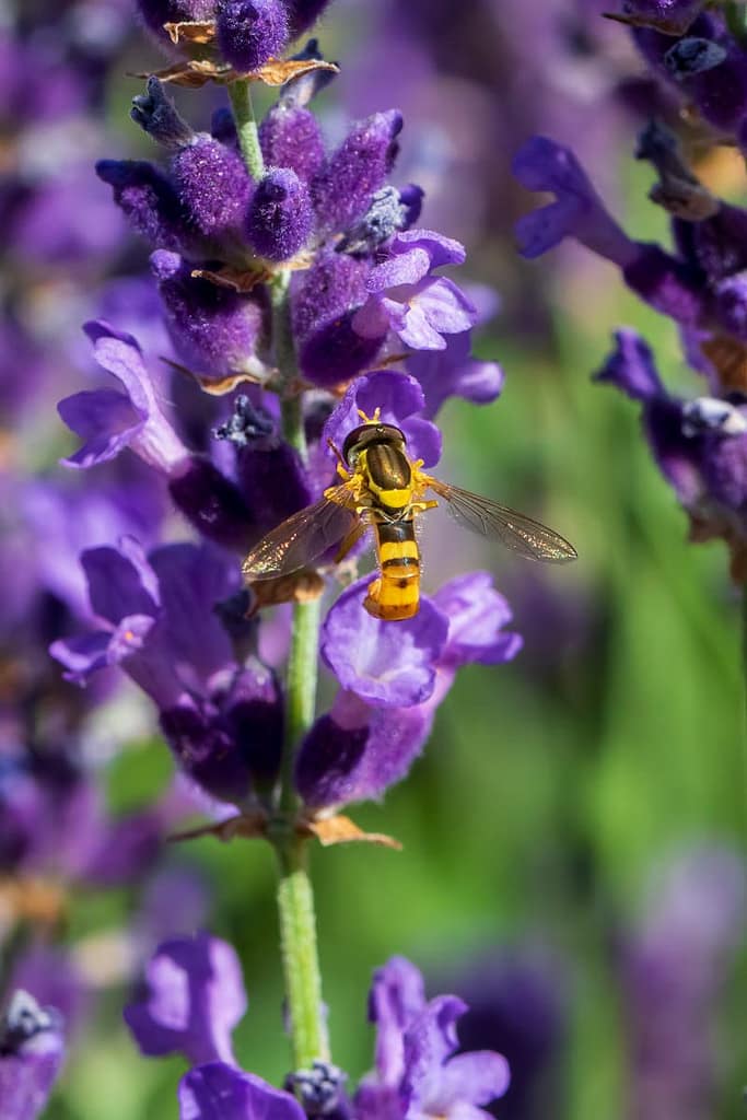 Sphaerophoria, Langlijven, Zweefvlieg